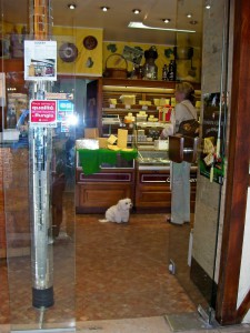 This small white poodle in a bakery waits patiently for its owner.