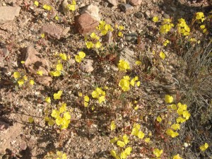These dainty yellow flowers dominate a hillside, but many other colors can be seen if one looks closely.