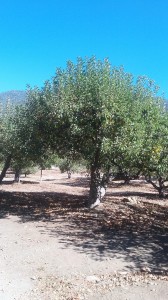  Apple orchards are everywhere with the scene of the San Bernardino Mountains behind them.