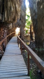 A comfortable wooden walkway leads us through the palm forest.