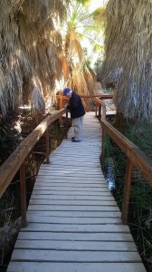 The author taking detailed notes as he strolls through the palms.