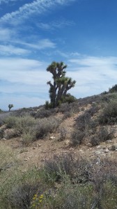 The Joshua Tree gives the park its name. This one stands out against the pure blue of the park's sky.