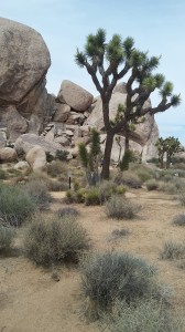 The photo captures the essence of Joshua Tree National Park--the marvelous granite outcroppings and the Joshua Tree.