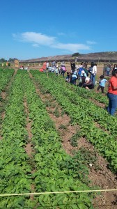 Adults and children pick fresh vegetables that they can take home.
