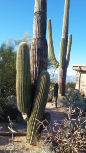 Saguaro cacti near Visitors Center. Note the young one (no arms) between the more mature specimens.