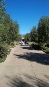 The walkway leading to the gardens is lined with olive trees.