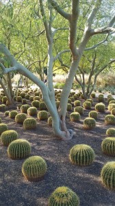 3.  This geometric garden of barrel cactus is shaded with trees.