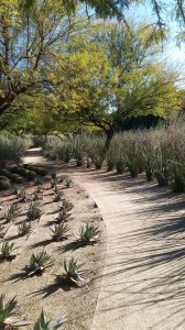 Trails wind through cactus gardens shaded by mesquite and paloverde trees.